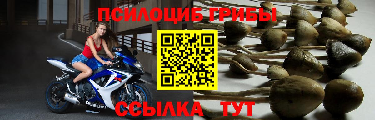 Галлюциногенные грибы Psilocybe Лыткарино